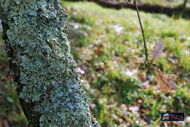 tronco di roverella con licheni.JPG
